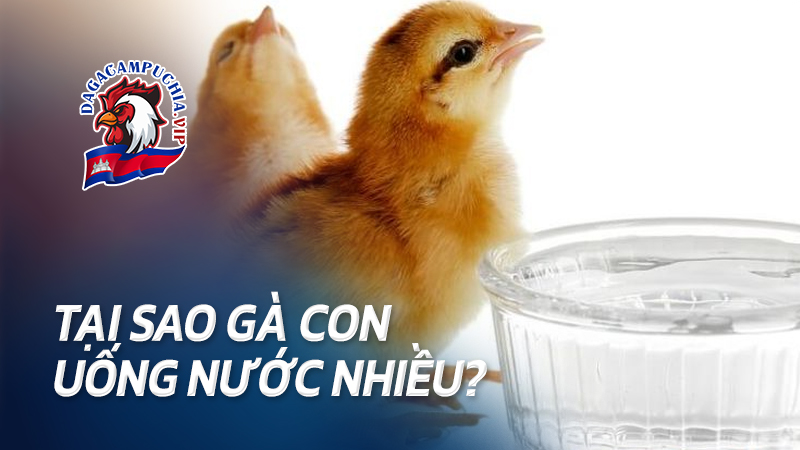 Tại sao gà con uống nước nhiều? Có nguy hiểm không?