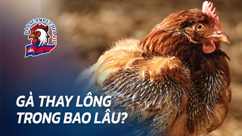 Thời gian gà thay lông là bao lâu?